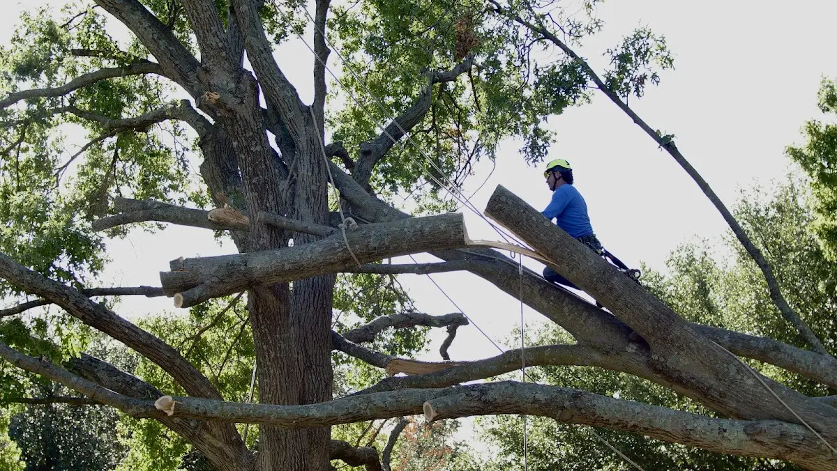 Professional Crown Thinning performed by certified arborists in Bart