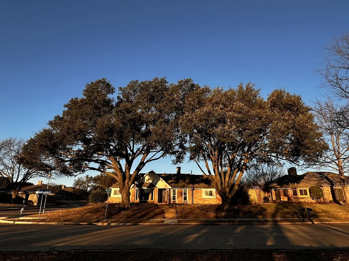 Established residential canopy tree shading a home in Bart